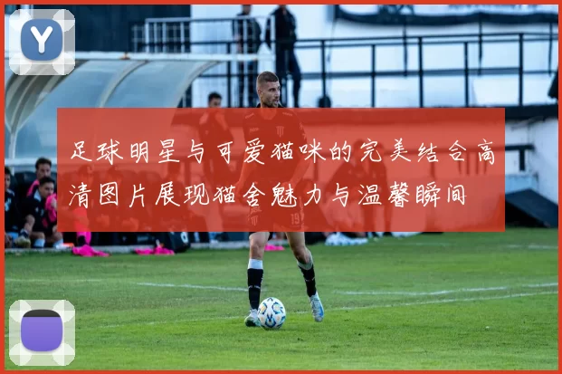 足球明星与可爱猫咪的完美结合高清图片展现猫舍魅力与温馨瞬间